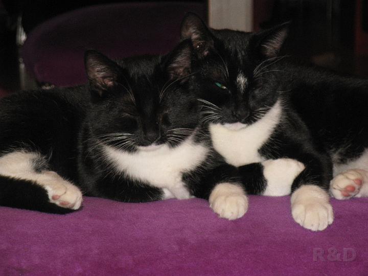 Spike & Zoey 4 november 2008 (4).JPG